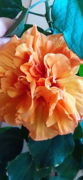  - Hibiscus 2015-2024