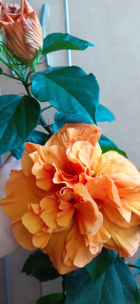  - Hibiscus 2015-2024