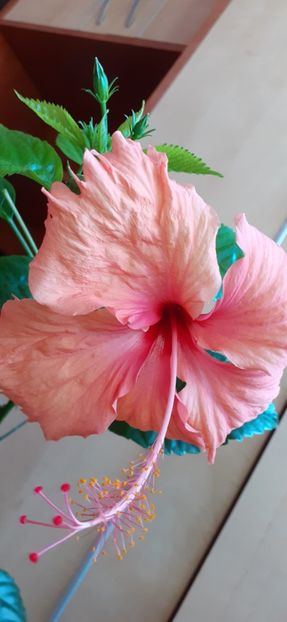  - Hibiscus 2015-2024