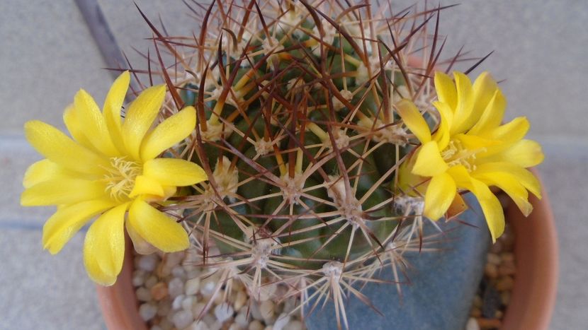 Weingartia lanata (Rebutia neocumingii) - Cactusi 2020 evolutie vara bis