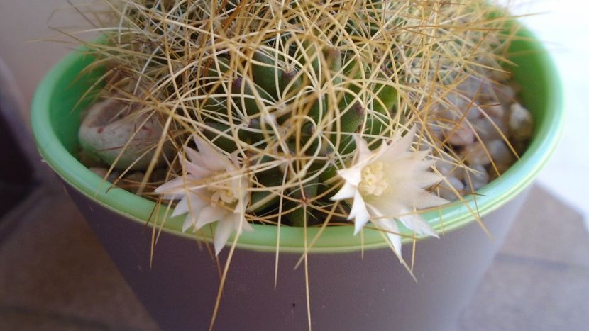 Mammillaria decipiens ssp. camptotricha - Cactusi 2020 evolutie vara bis