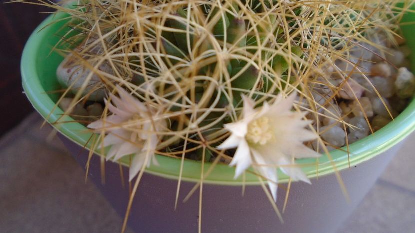 Mammillaria decipiens ssp. camptotricha - Cactusi 2020 evolutie vara bis