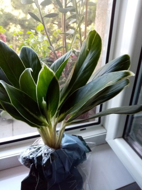  - Aglaonema- varietati