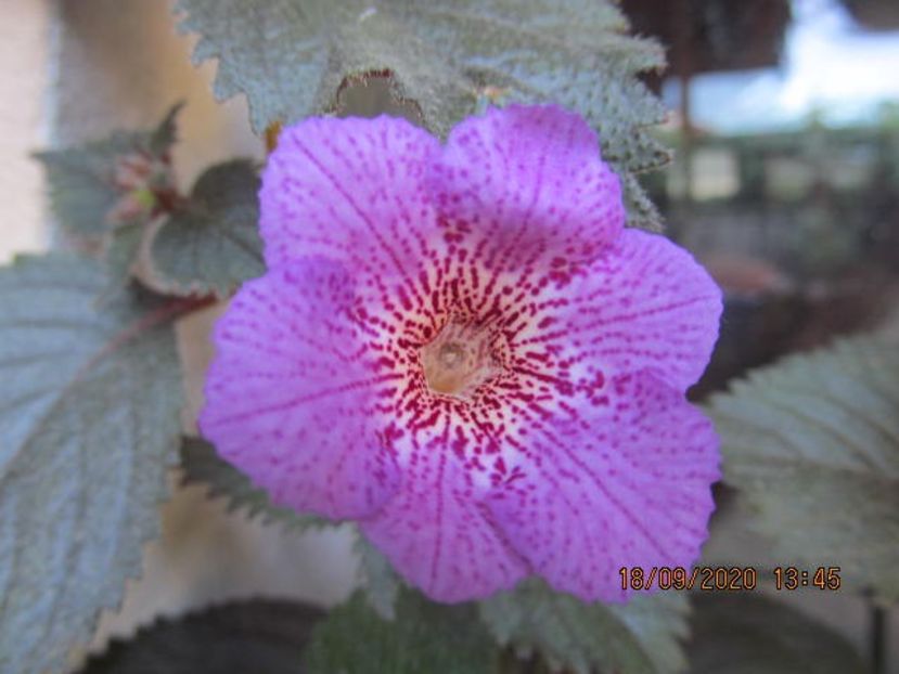 xA RF 's Rainy Day - Achimenes 2020