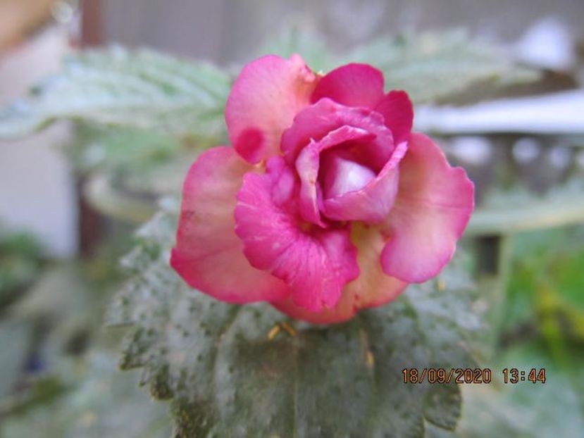 Cupidon - Achimenes 2020