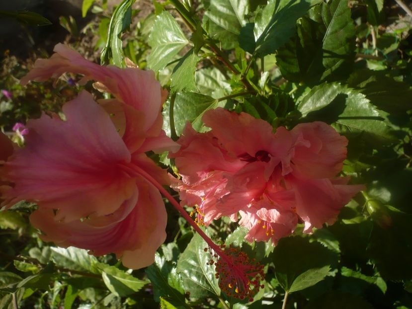 P1460527 - HIBISCUSI 2020-4