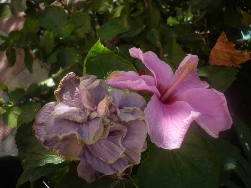 P1460530 - HIBISCUSI 2020-4