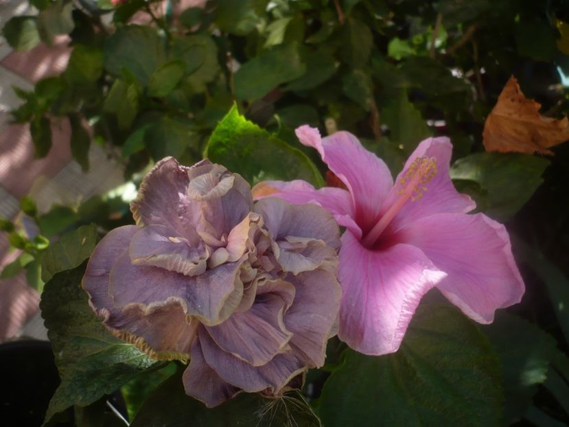 P1460529 - HIBISCUSI 2020-4