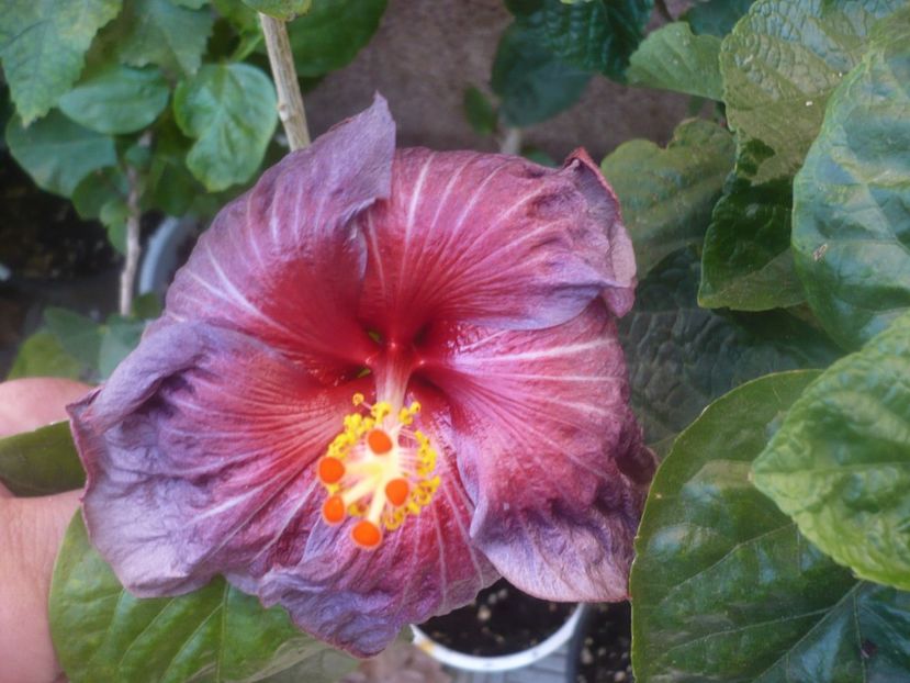 P1460532 - HIBISCUSI 2020-4