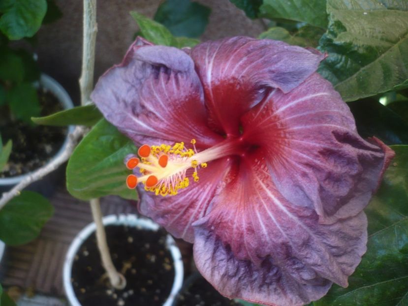 P1460533 - HIBISCUSI 2020-4