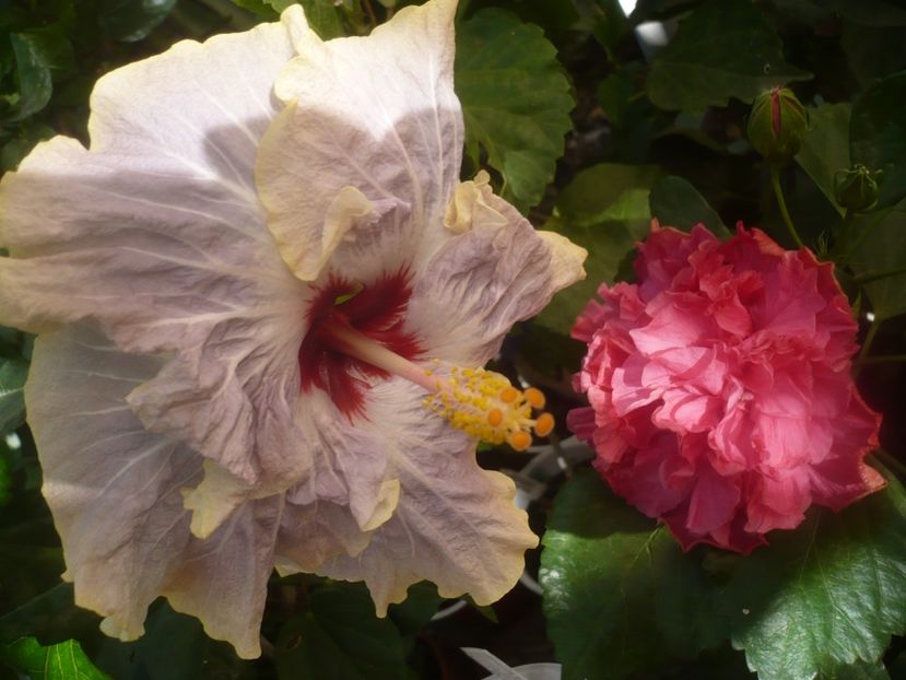 P1460537 - HIBISCUSI 2020-4