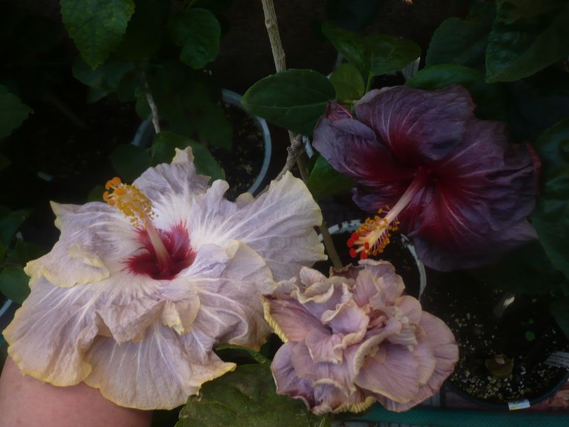 P1460539 - HIBISCUSI 2020-4