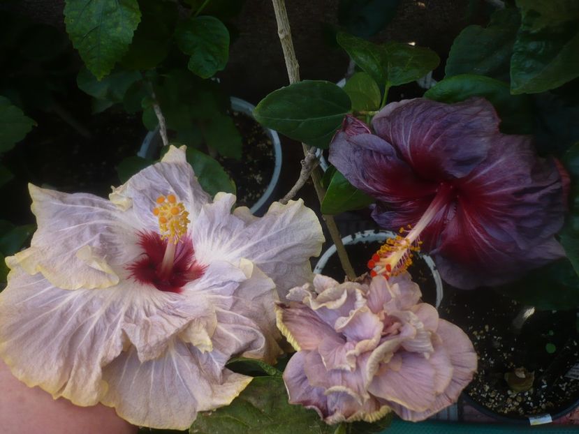 P1460540 - HIBISCUSI 2020-4