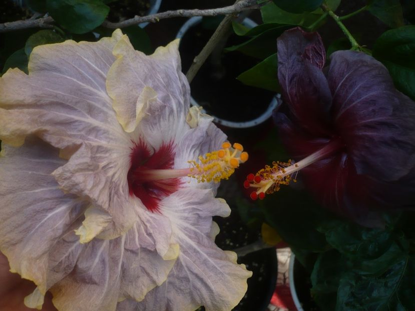 P1460541 - HIBISCUSI 2020-4