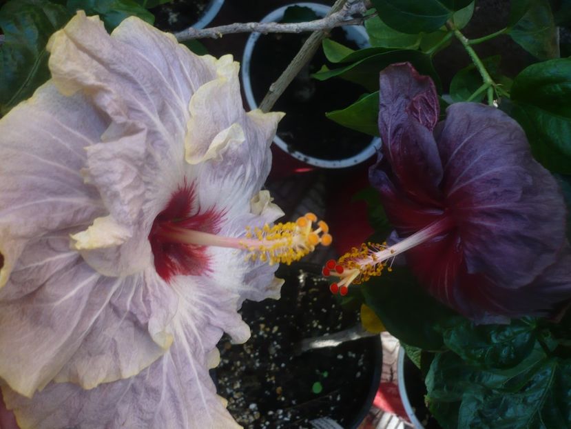 P1460542 - HIBISCUSI 2020-4