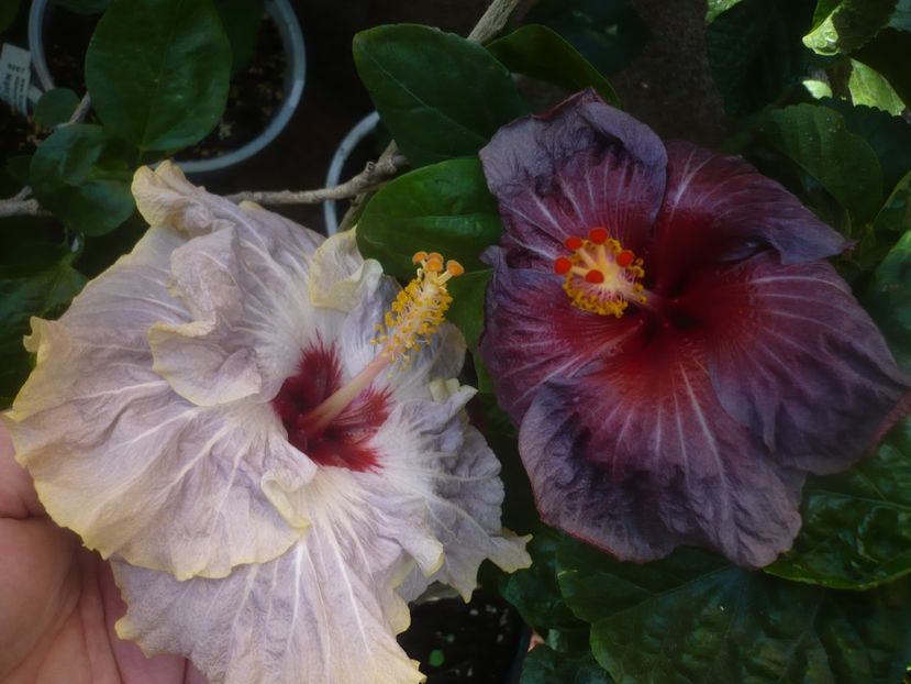 P1460543 - HIBISCUSI 2020-4