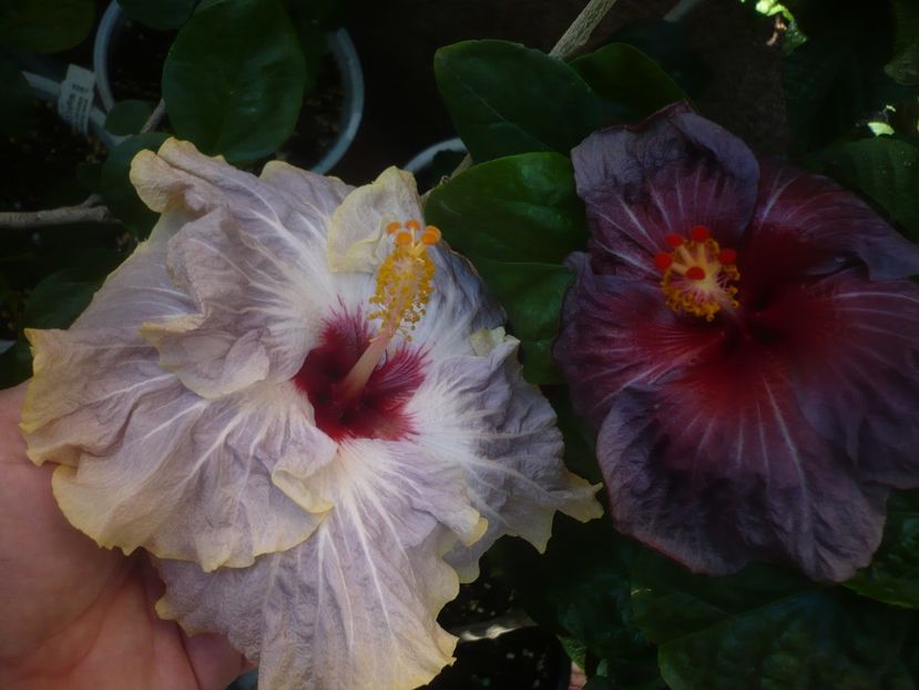 P1460544 - HIBISCUSI 2020-4