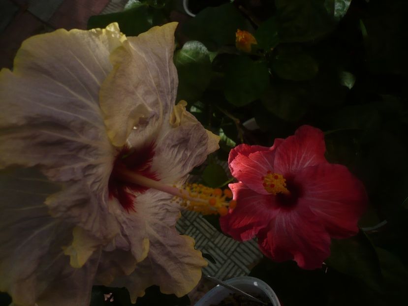 P1460547 - HIBISCUSI 2020-4
