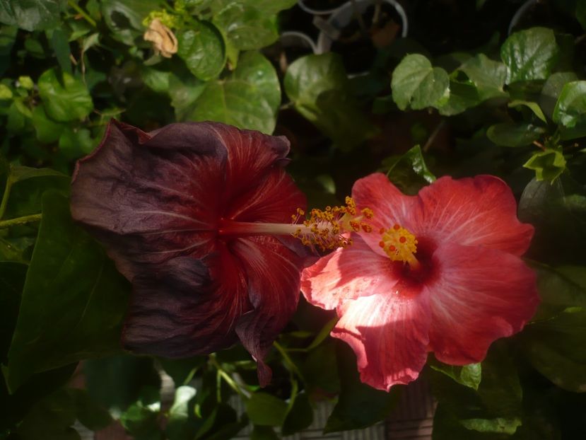 P1460548 - HIBISCUSI 2020-4