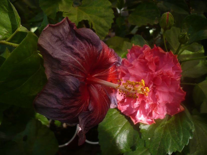 P1460549 - HIBISCUSI 2020-4