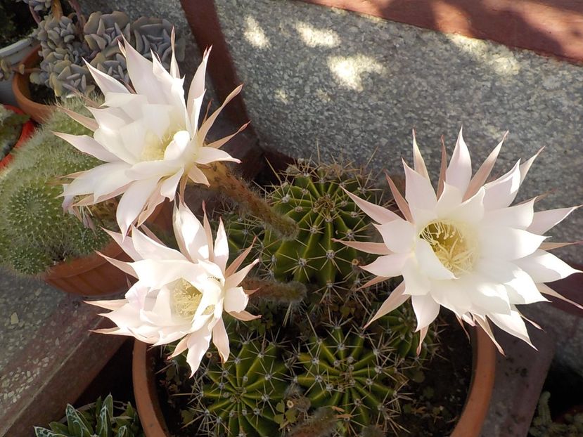  - echinopsis oxygona