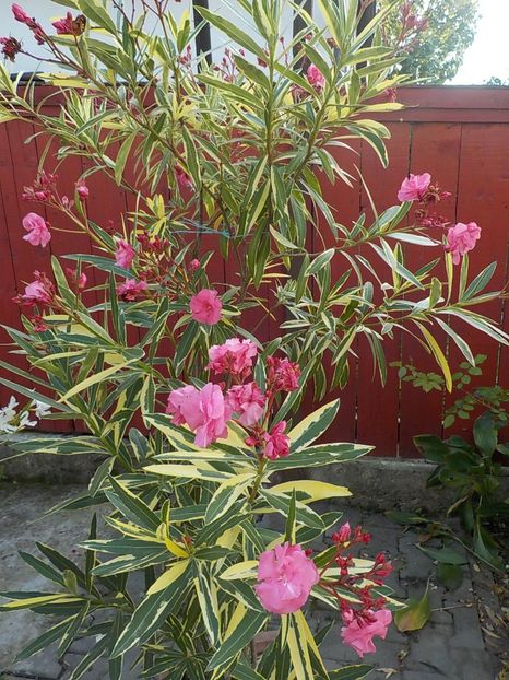  - variegat nr 24