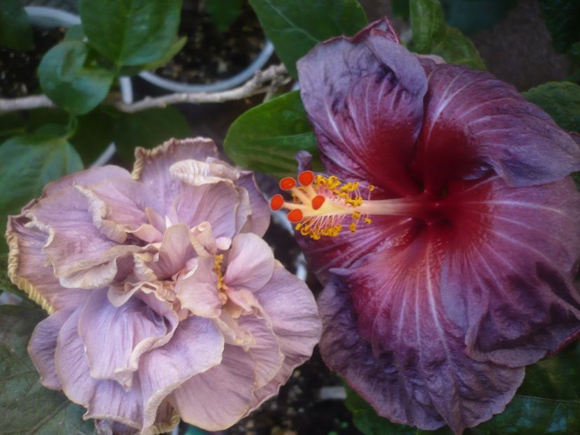 P1460534 - Stormy day