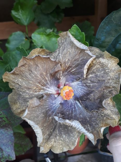  - Hibi Moorea Crazy Gold