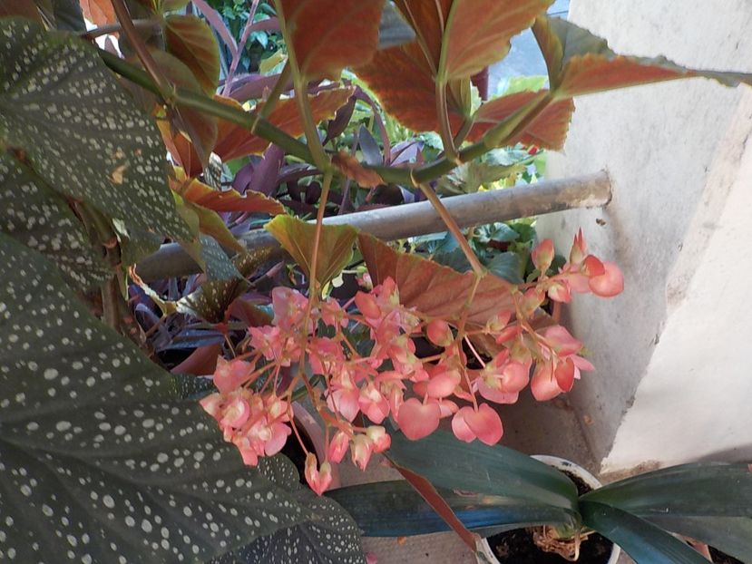  - begonia lucernae