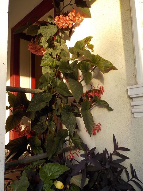  - begonia lucernae