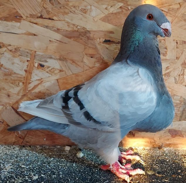  - 3---AGH DAȚI 2019 - 2025