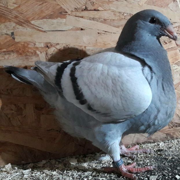  - 3---AGH DAȚI 2019 - 2025