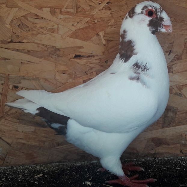  - 3---AGH DAȚI 2019 - 2025