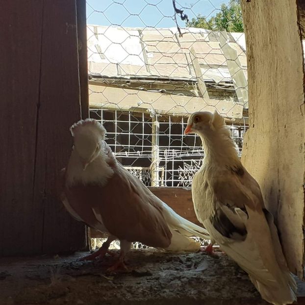  - 5-Jucatori de Amara