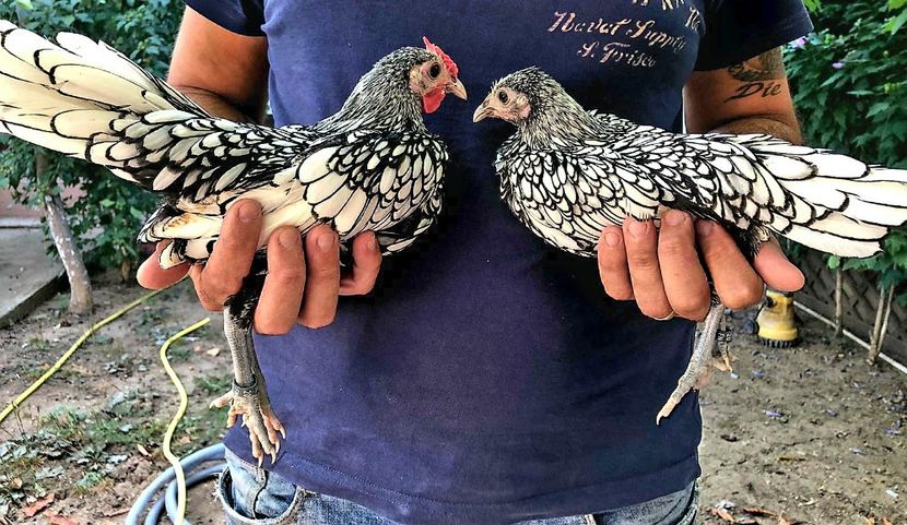 Ne vedem la targ - Targul national 2020