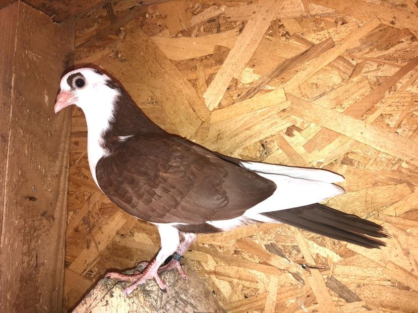 23093  femelă  2020 - Plecați ALBUM 3