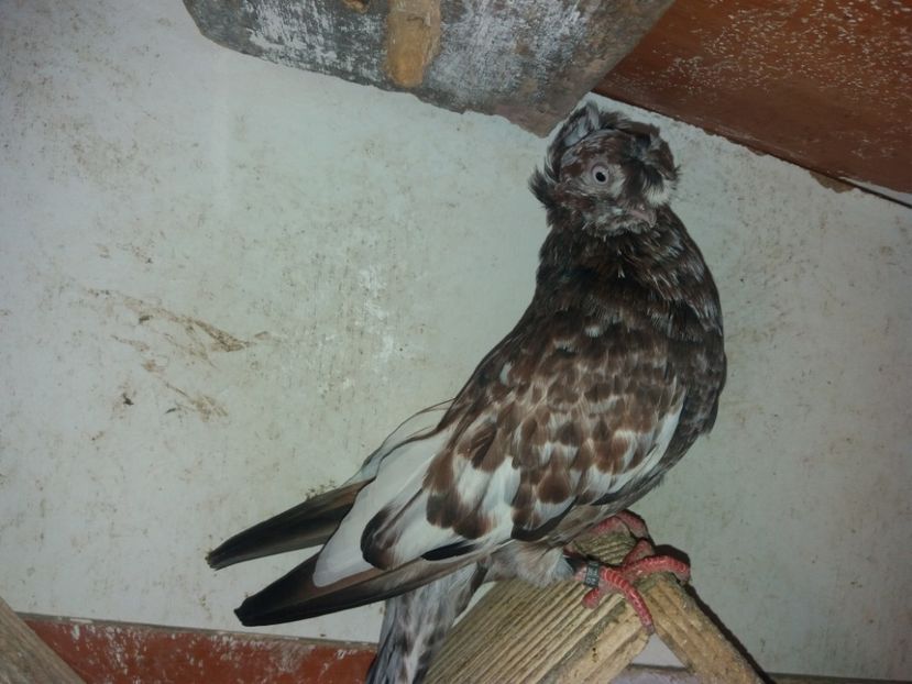 8742  mascul  2020 - Plecați ALBUM 3