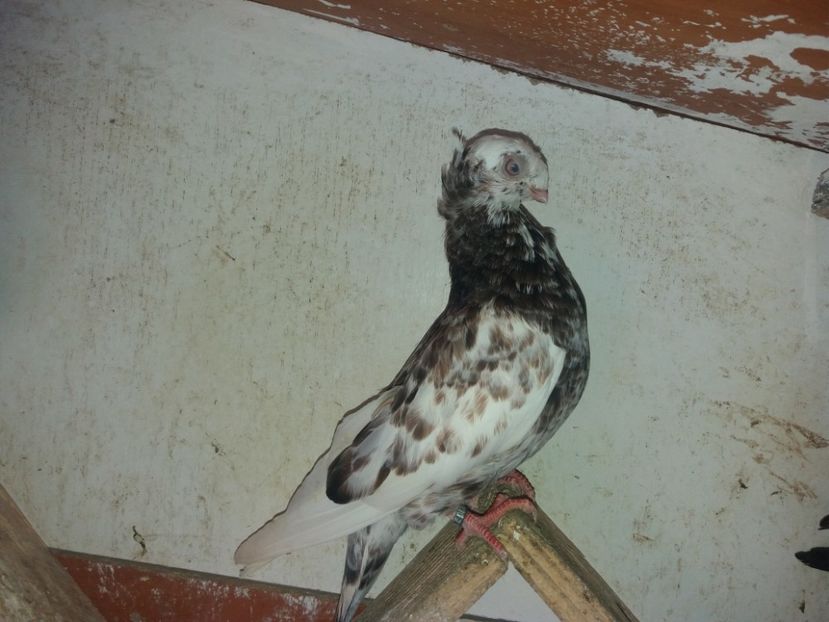 8741  femelă  2020 - Plecați ALBUM 3