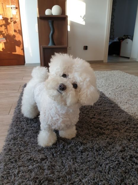  - Mini și luna