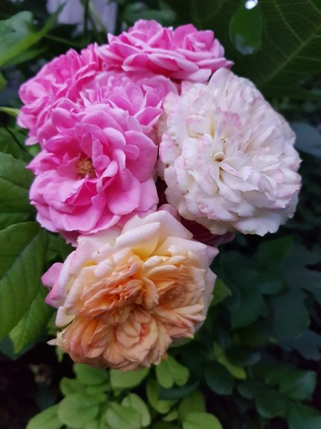 Pomponella,garstenpass - Trandafiri