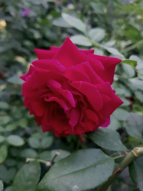 Red intuition - Trandafiri