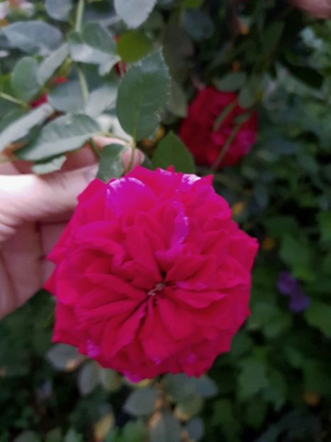 Red intuition - Trandafiri