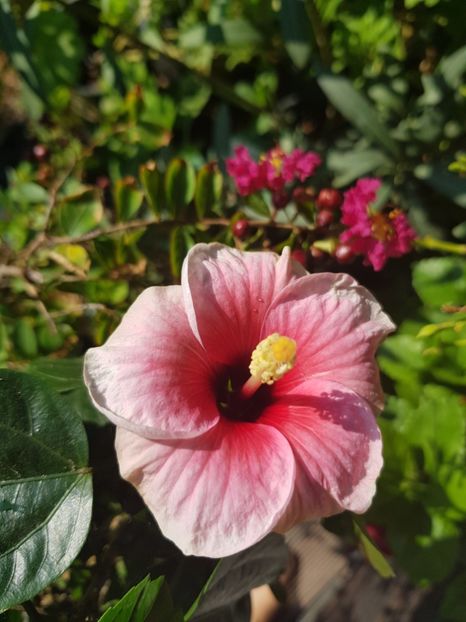  - Hibiscus