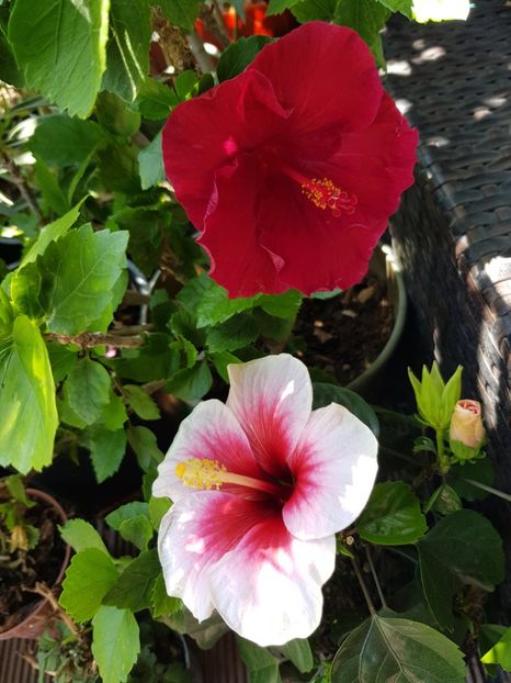  - Hibiscus