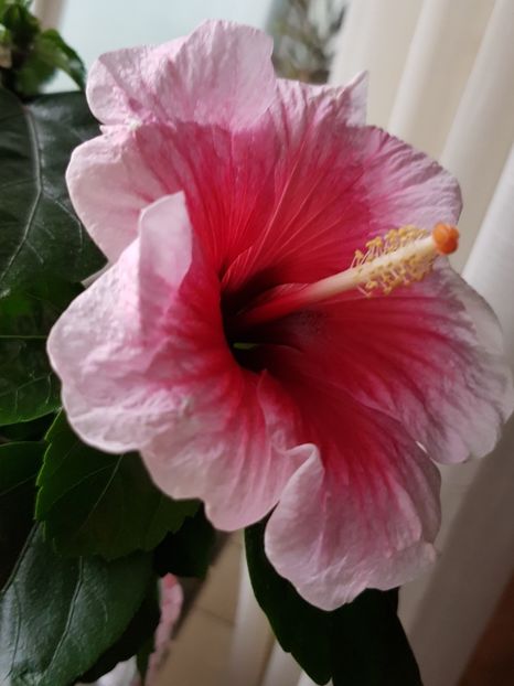  - Hibiscus
