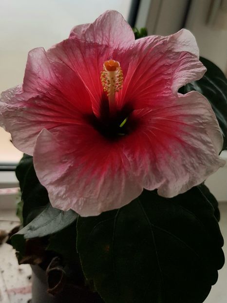  - Hibiscus