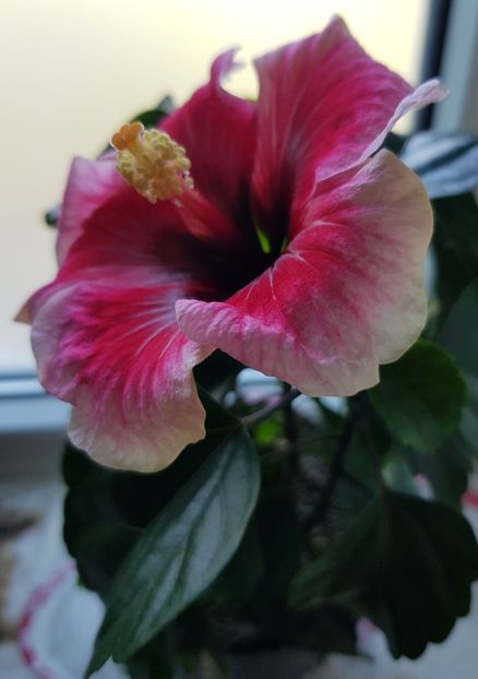  - Hibiscus