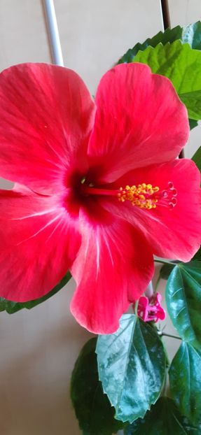  - Hibiscus 2015-2024