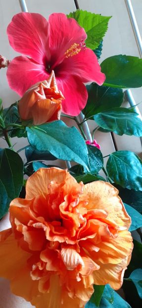  - Hibiscus 2015-2024