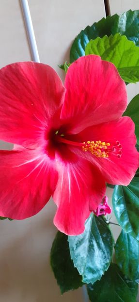 - Hibiscus 2015-2024